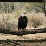 Big Bear Bald Eagle Jackie Battles for Recovery After Rescue